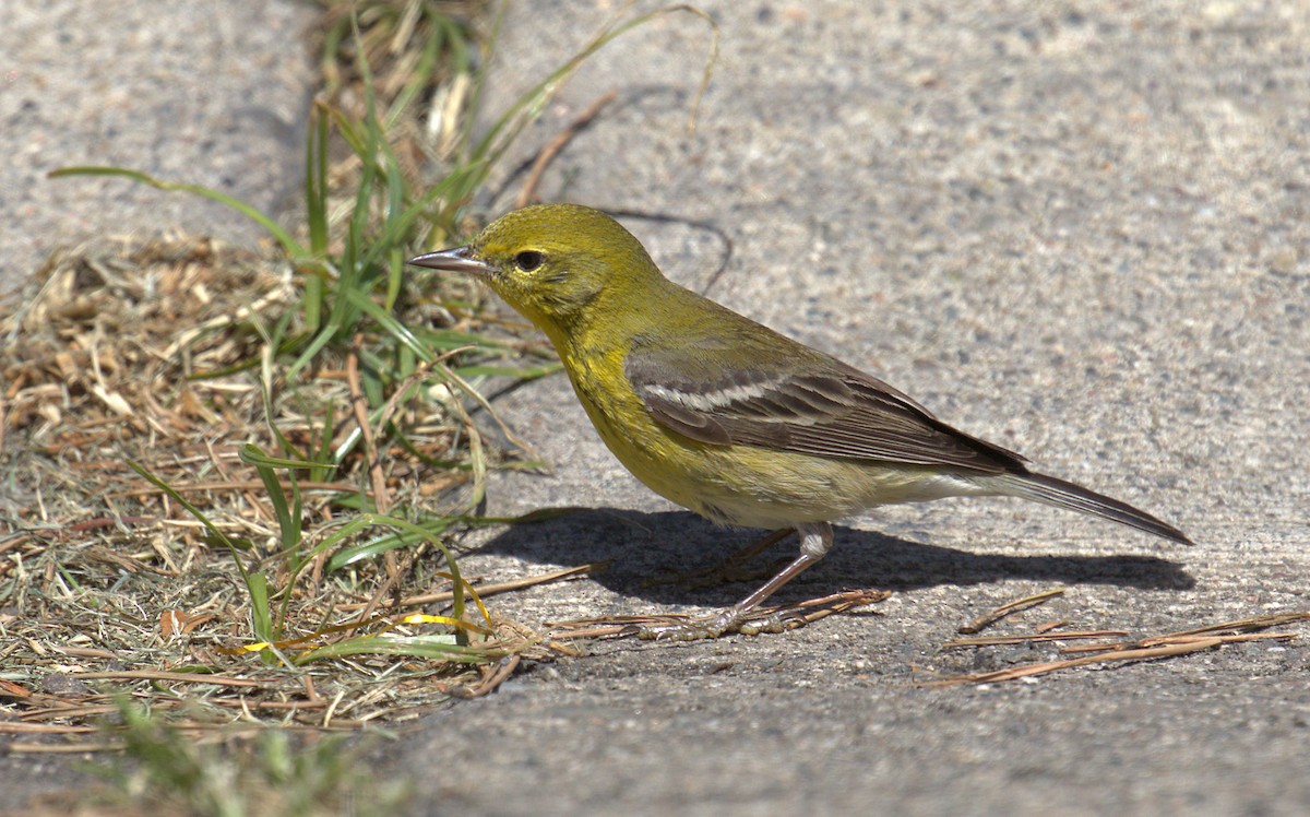 Pine Warbler - ML218139141