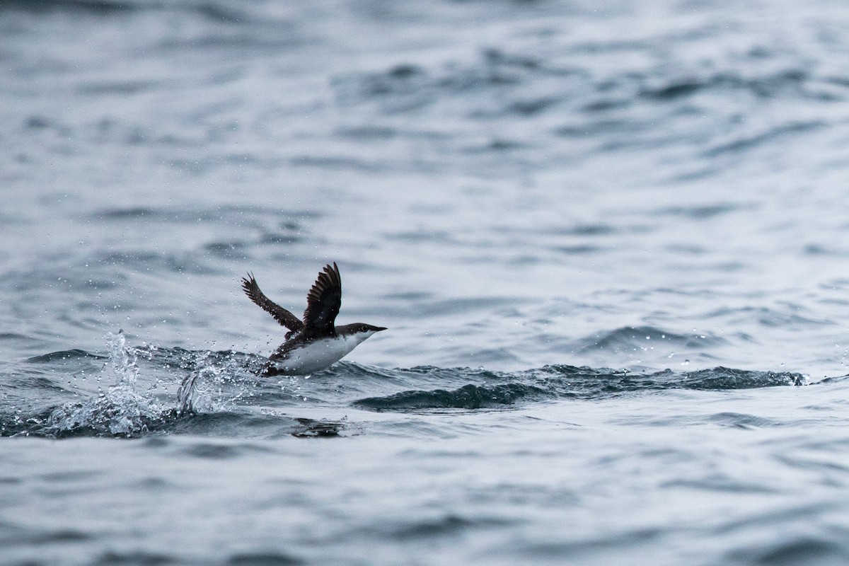 Long-billed Murrelet - ML218139891