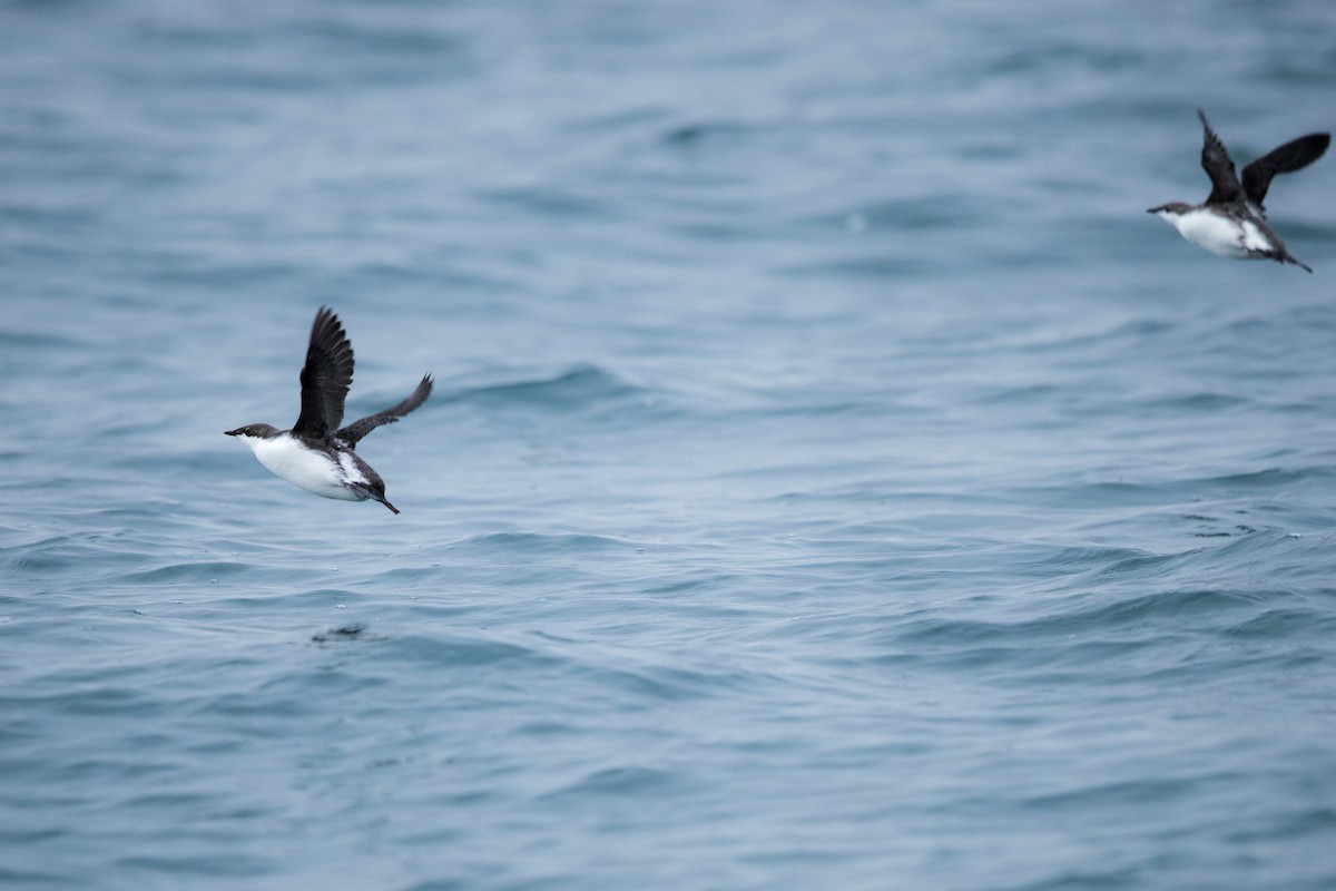 Long-billed Murrelet - Yann Muzika