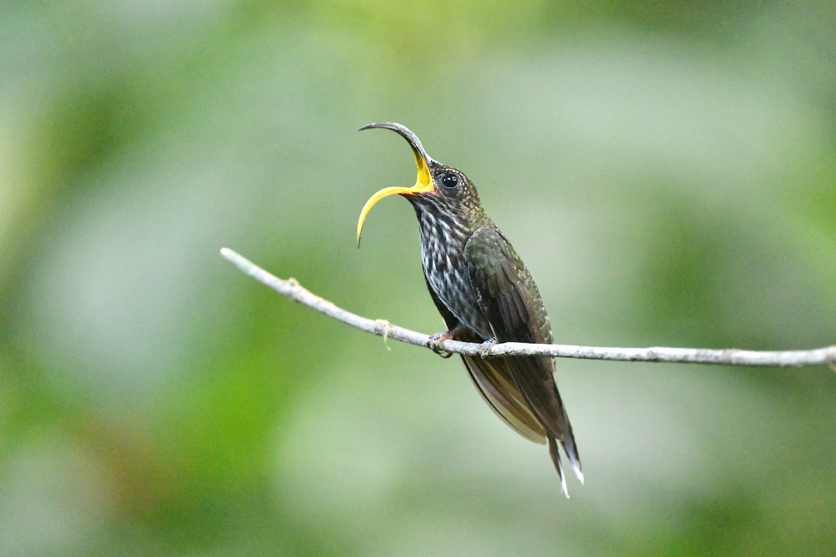 White-tipped Sicklebill - Ting-Wei (廷維) HUNG (洪)