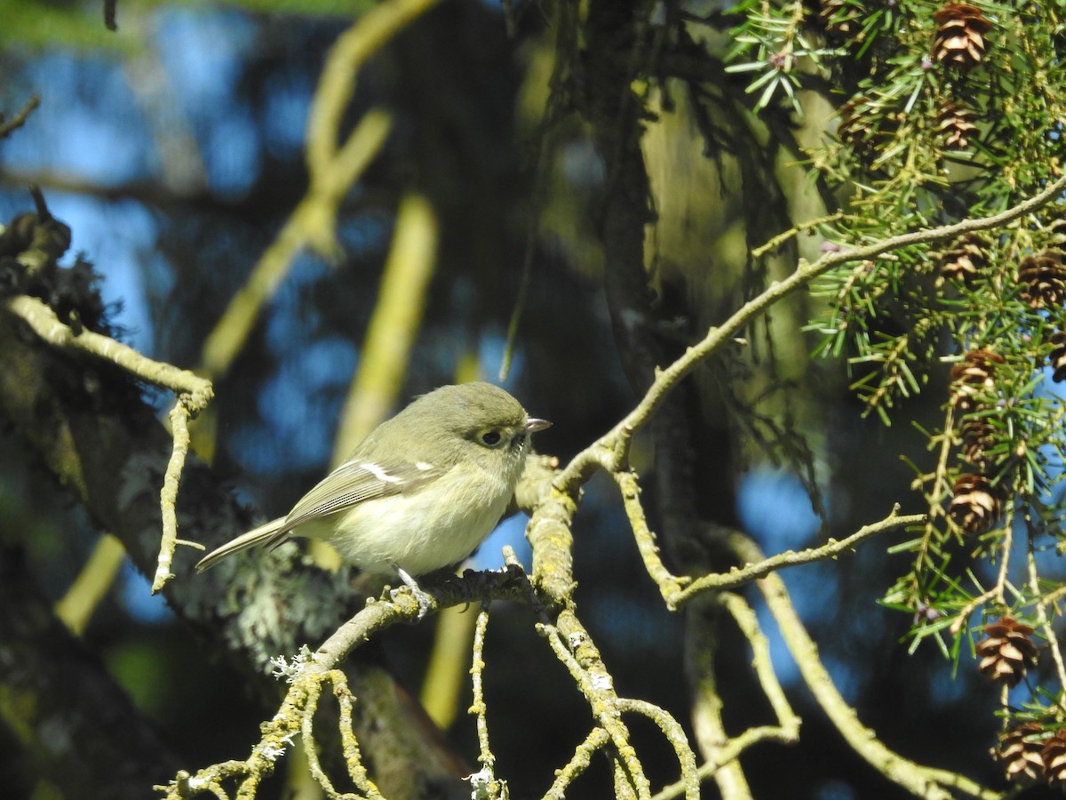 Hutton's Vireo - Anna Pickering