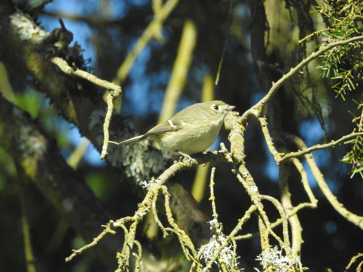 Hutton's Vireo - ML218143481