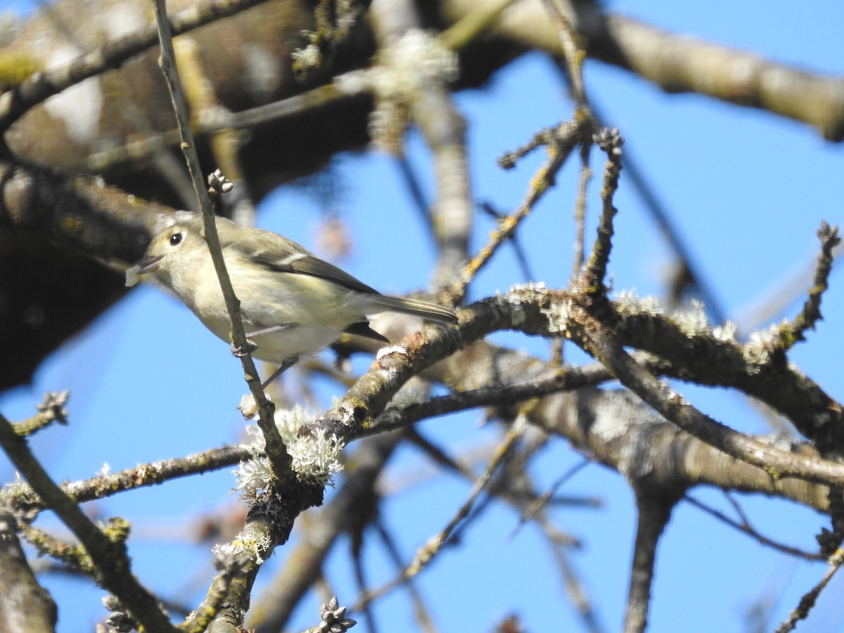 Hutton's Vireo - ML218143491
