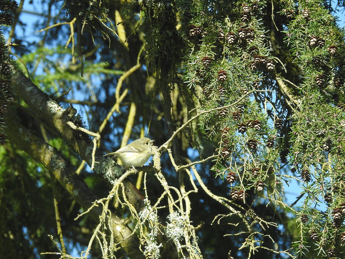 Hutton's Vireo - ML218143511