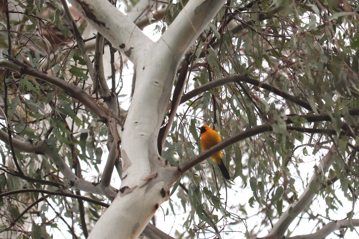 Hooded Oriole - ML218144551