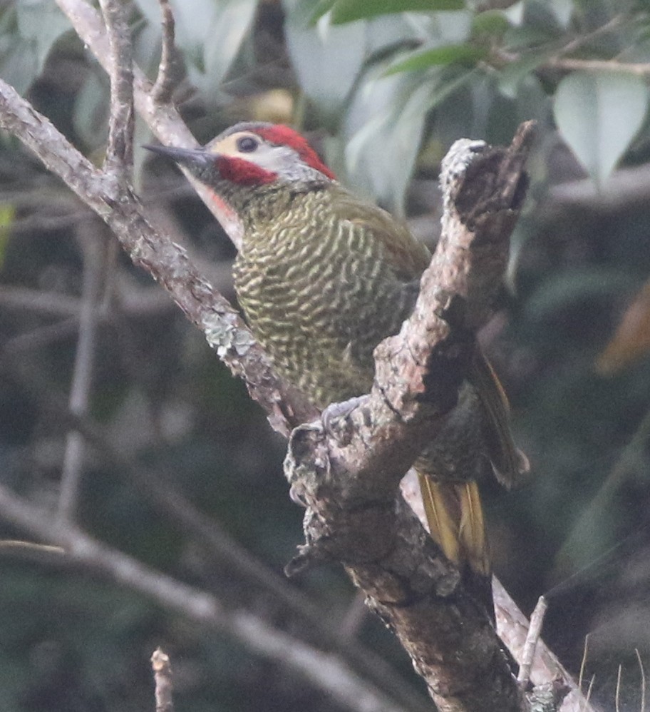 Golden-olive Woodpecker - ML218145601