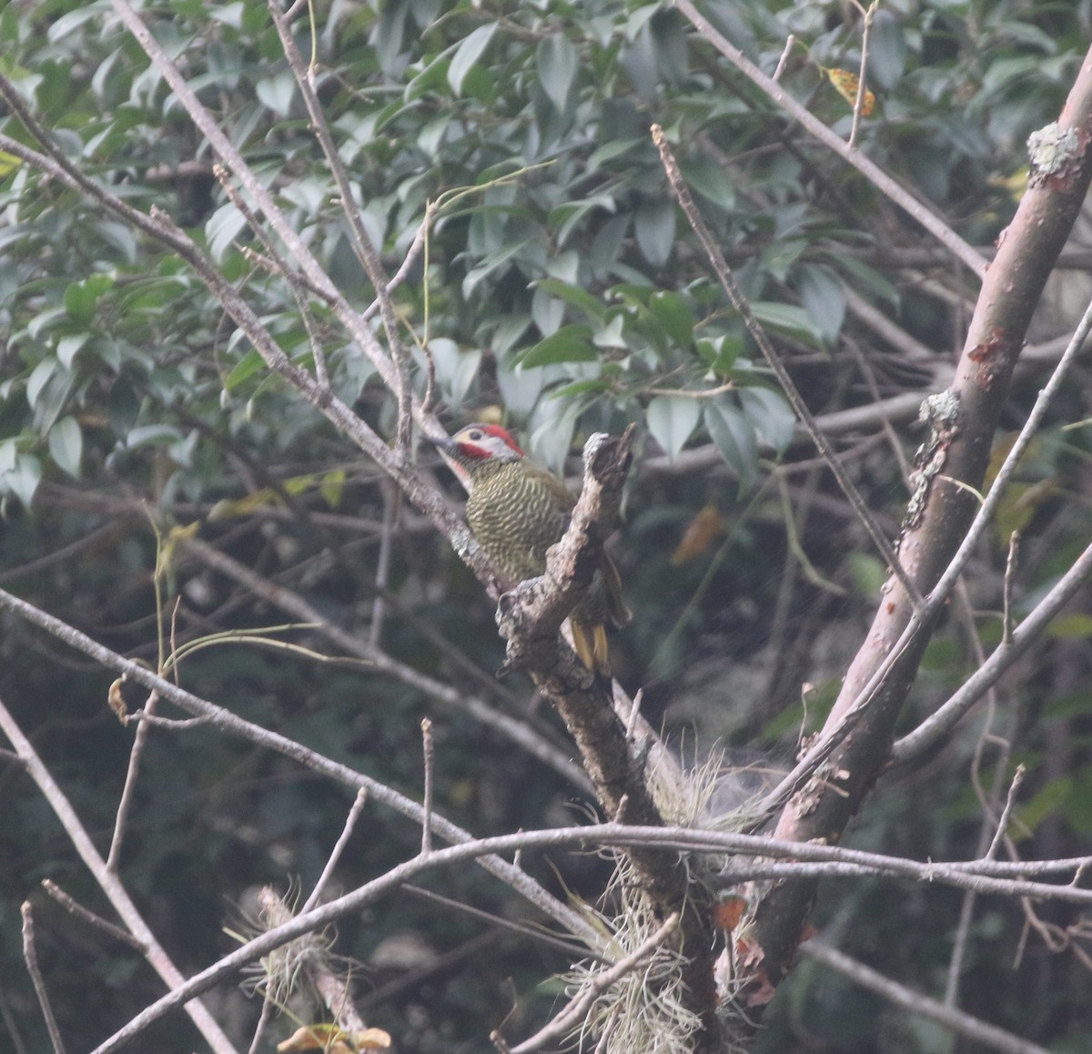 Golden-olive Woodpecker - ML218145631