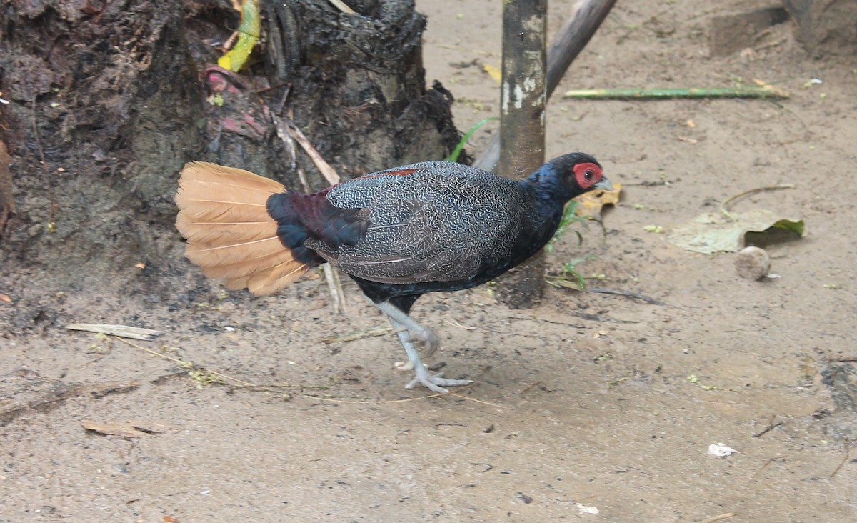 Malayan Crestless Fireback - ML21814581