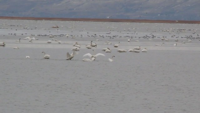 Tundra Swan - ML218145881