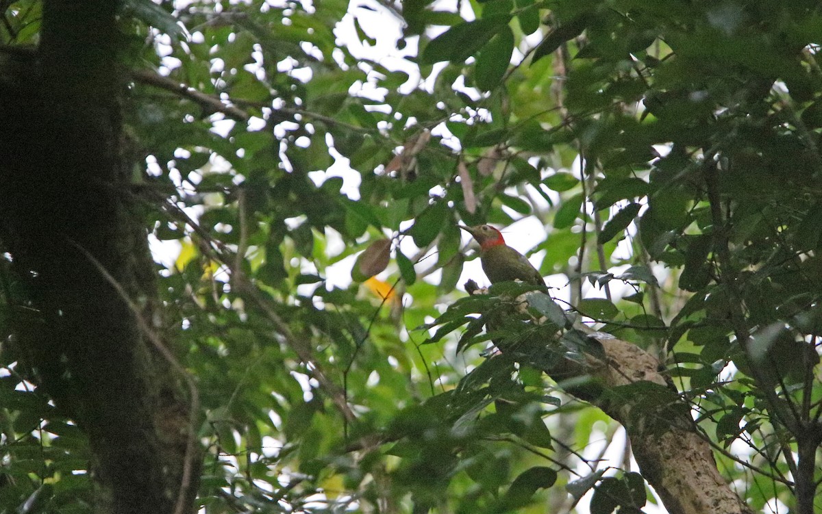 Red-collared Woodpecker - ML218147351