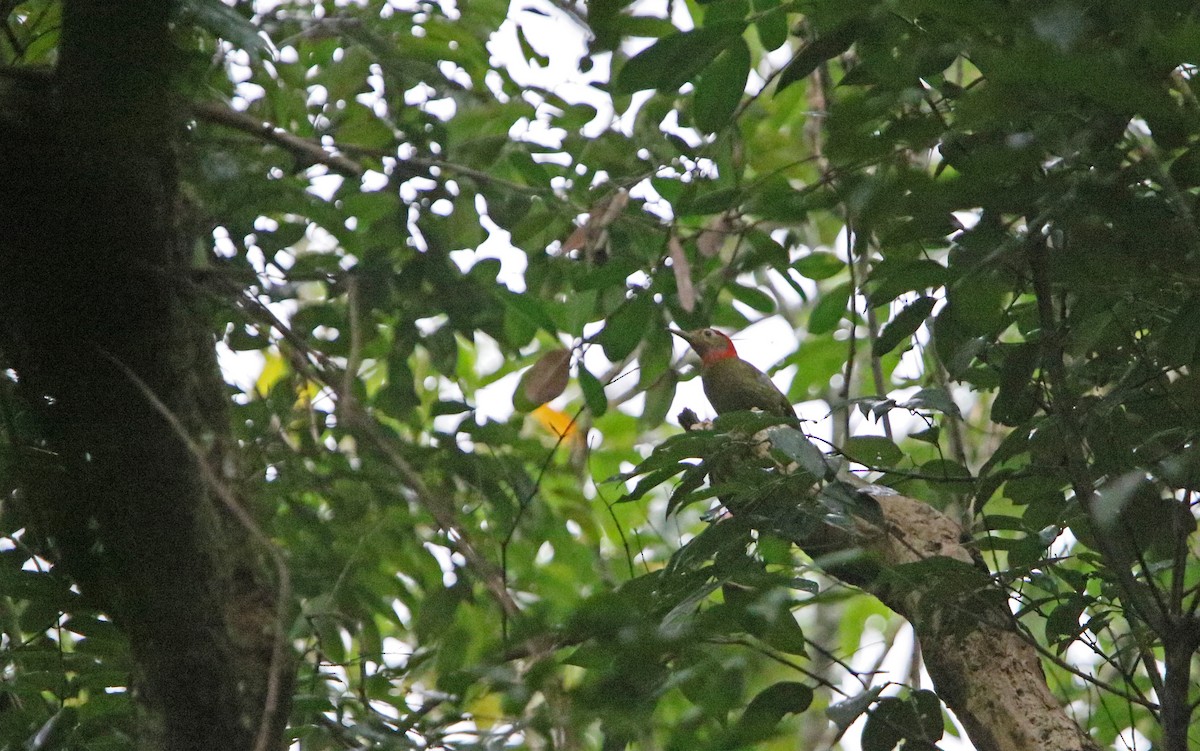 Red-collared Woodpecker - ML218147351