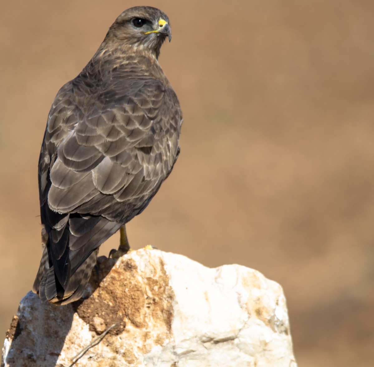 Common Buzzard - ML218147451