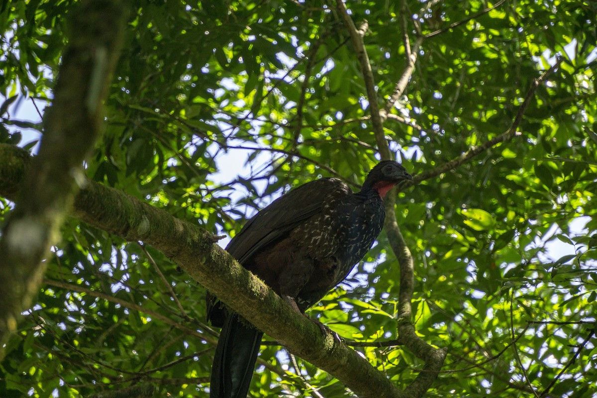 Crested Guan - ML218147491