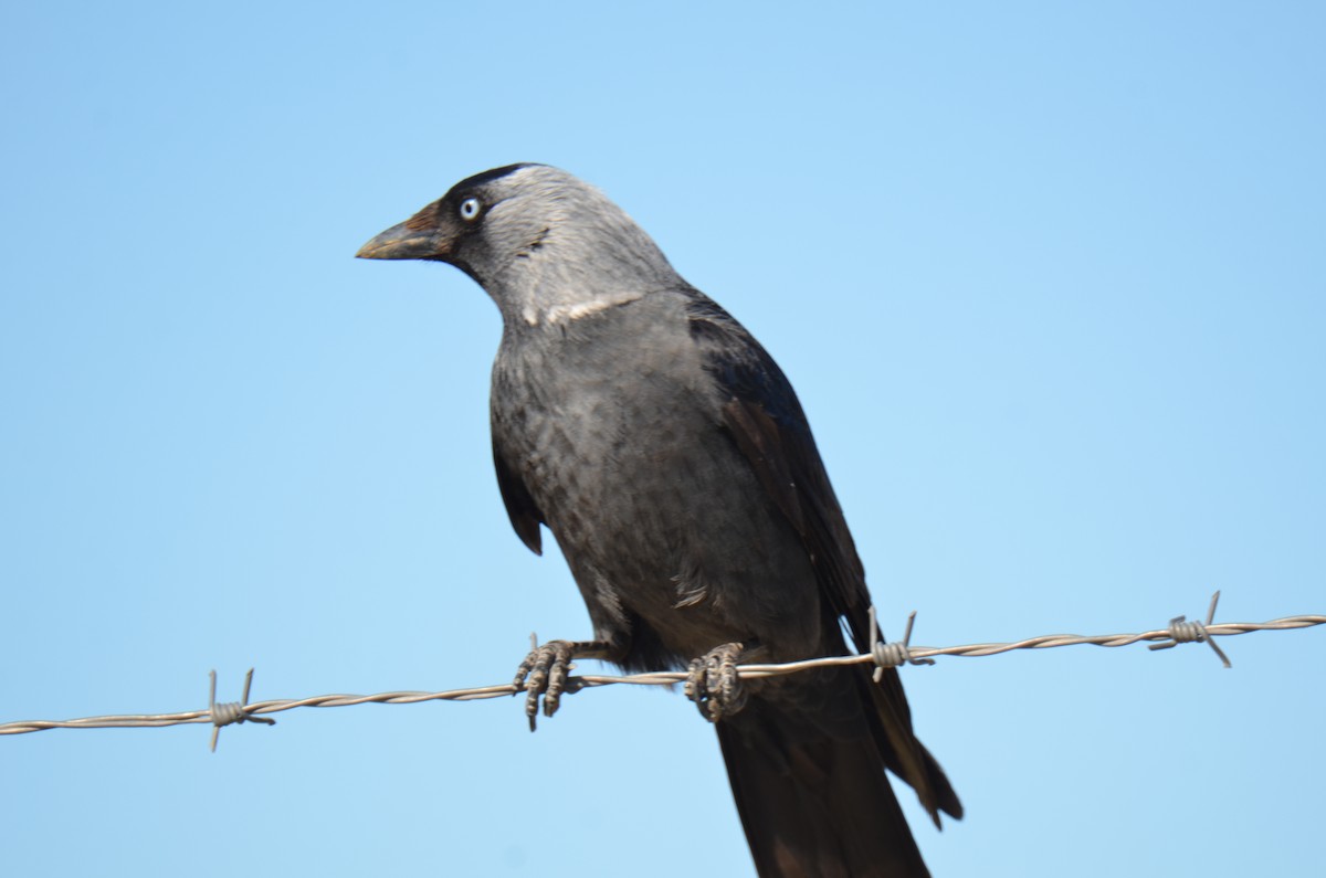 Eurasian Jackdaw - ML218147531