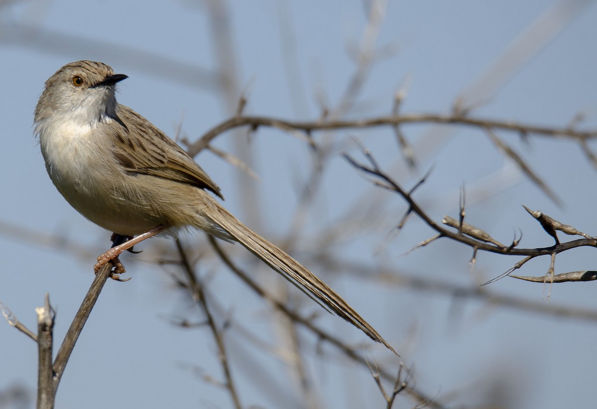 Delicate Prinia - ML218147591