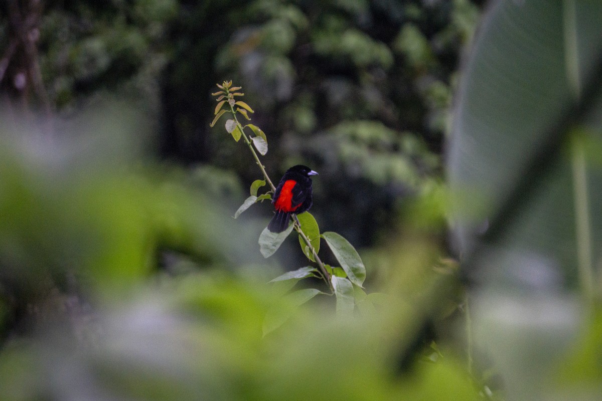 Scarlet-rumped Tanager - ML218147631
