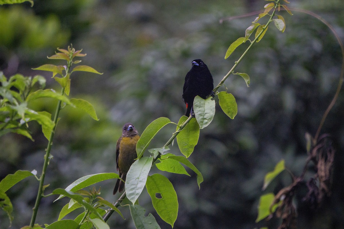 Scarlet-rumped Tanager - ML218147691