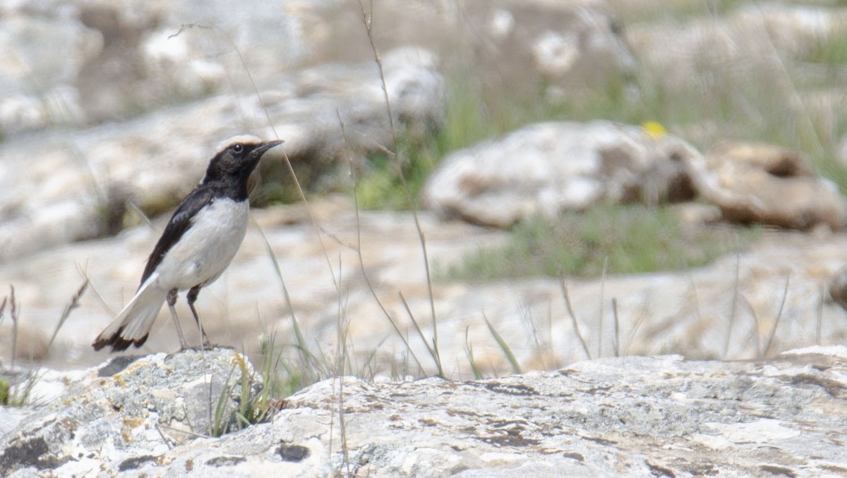 Finsch's Wheatear - Sinan Yılmaz