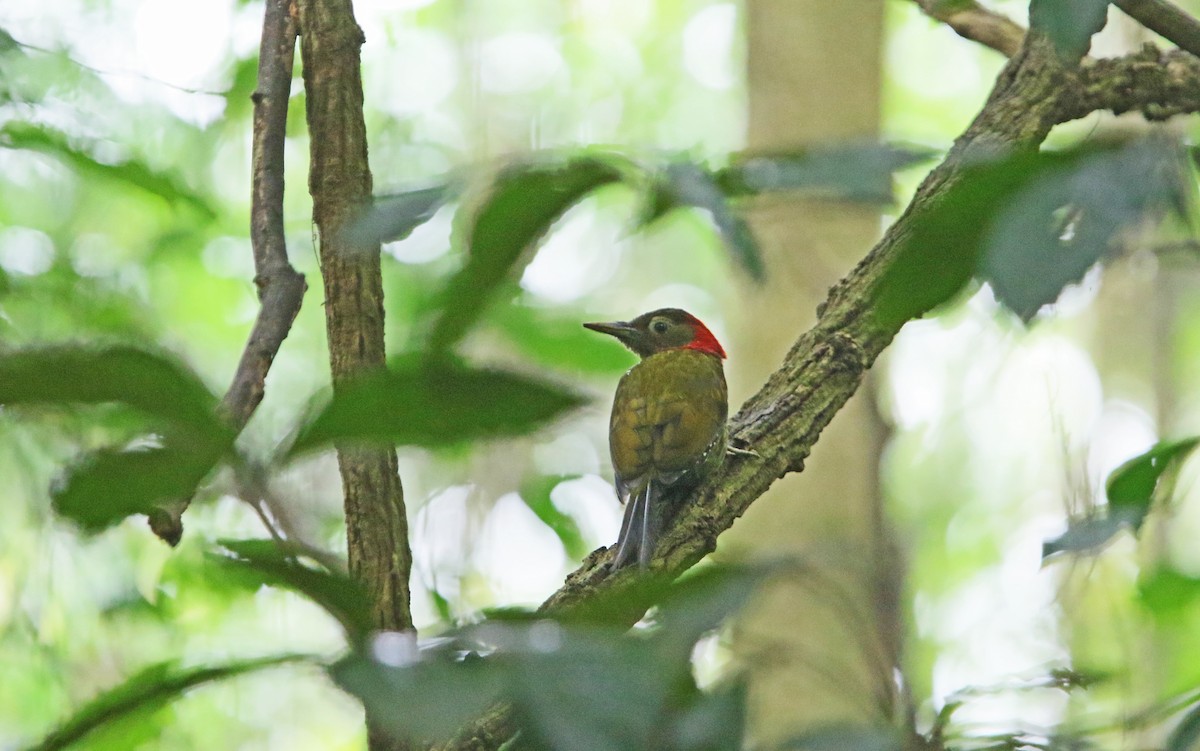 Red-collared Woodpecker - ML218148601