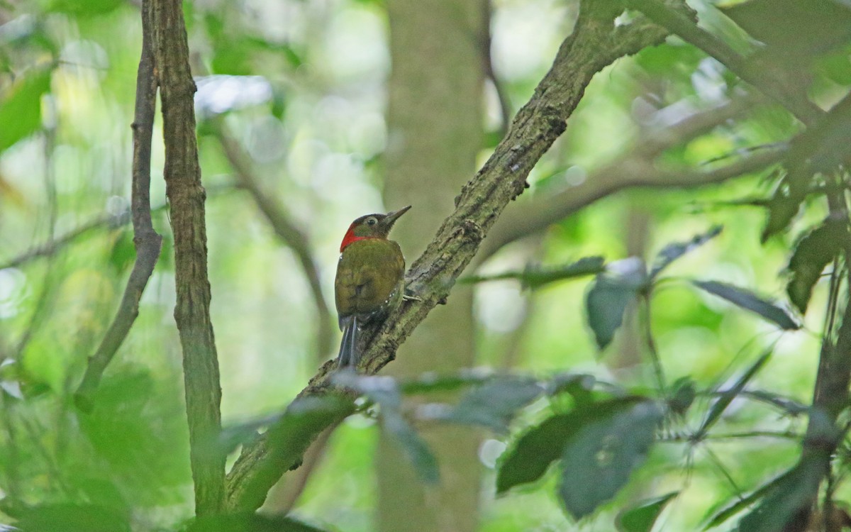 Red-collared Woodpecker - ML218148611