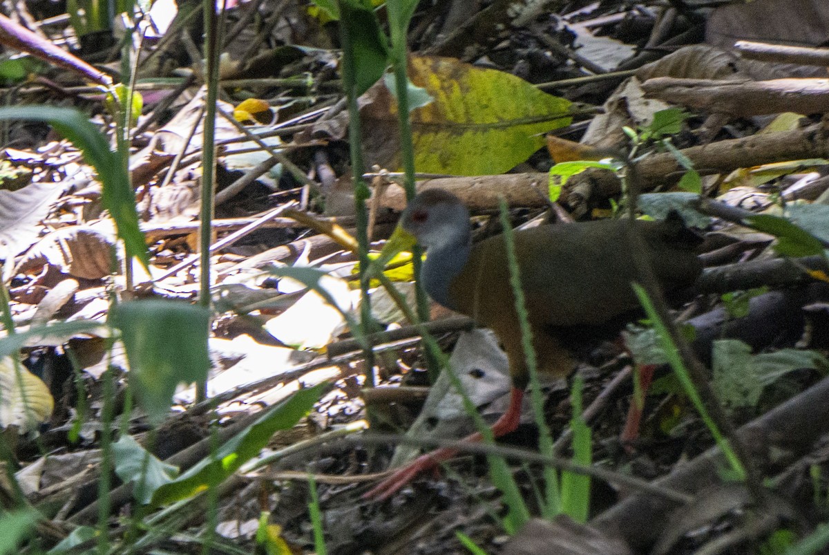 Russet-naped Wood-Rail - ML218148861