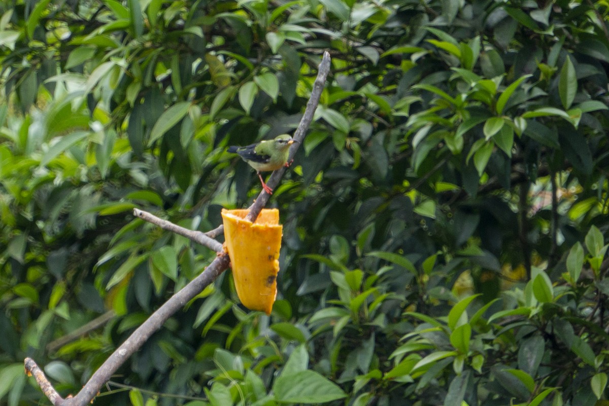 Red-legged Honeycreeper - ML218148891