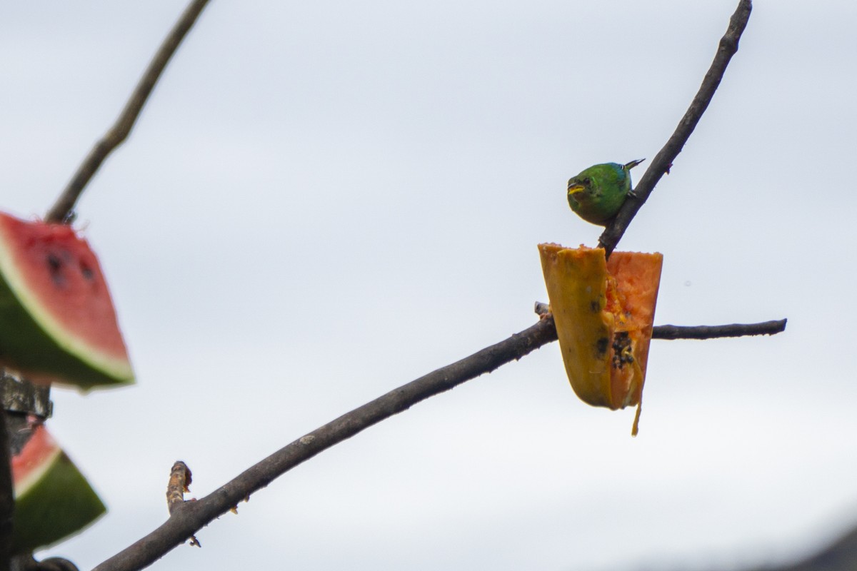 Green Honeycreeper - ML218149081