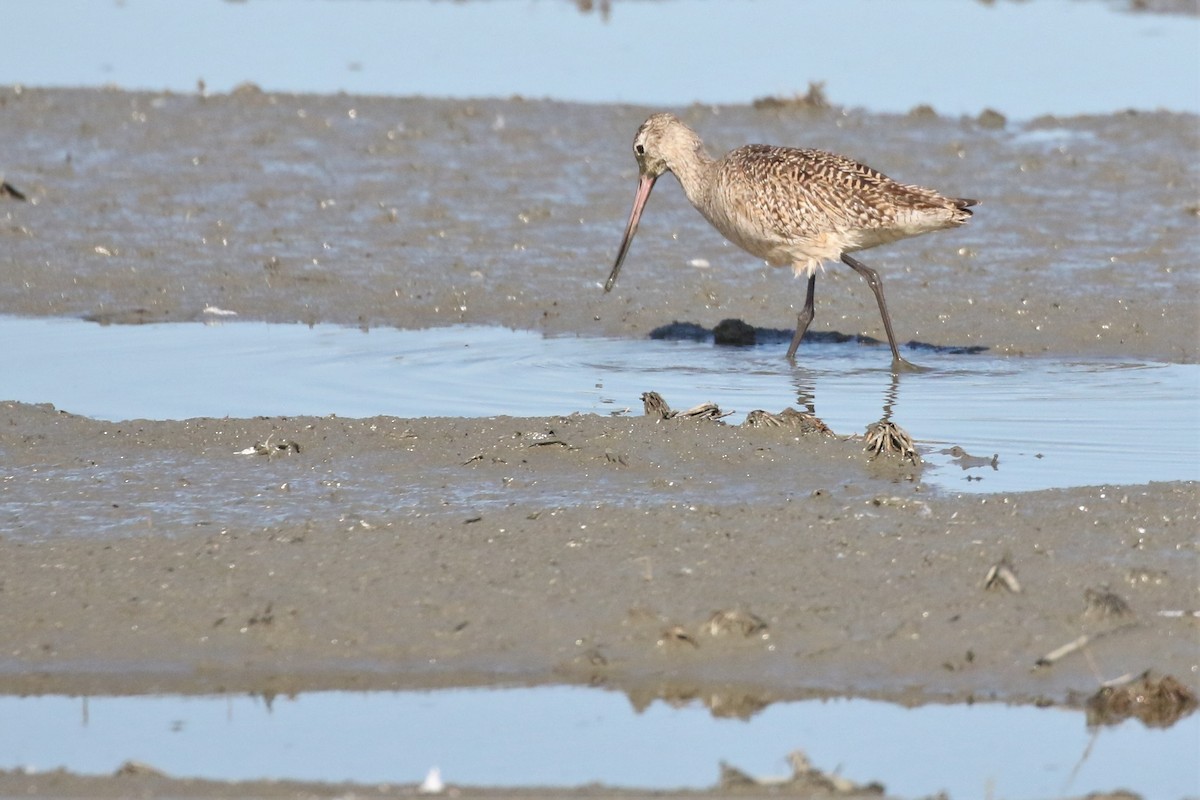 Marbled Godwit - ML218149531