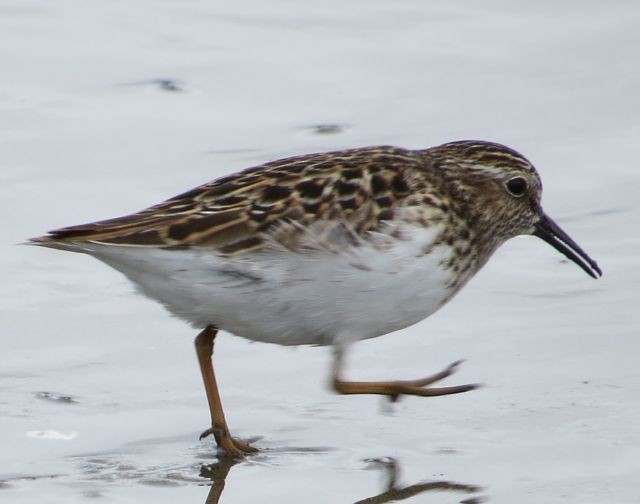 pygmésnipe - ML21814971