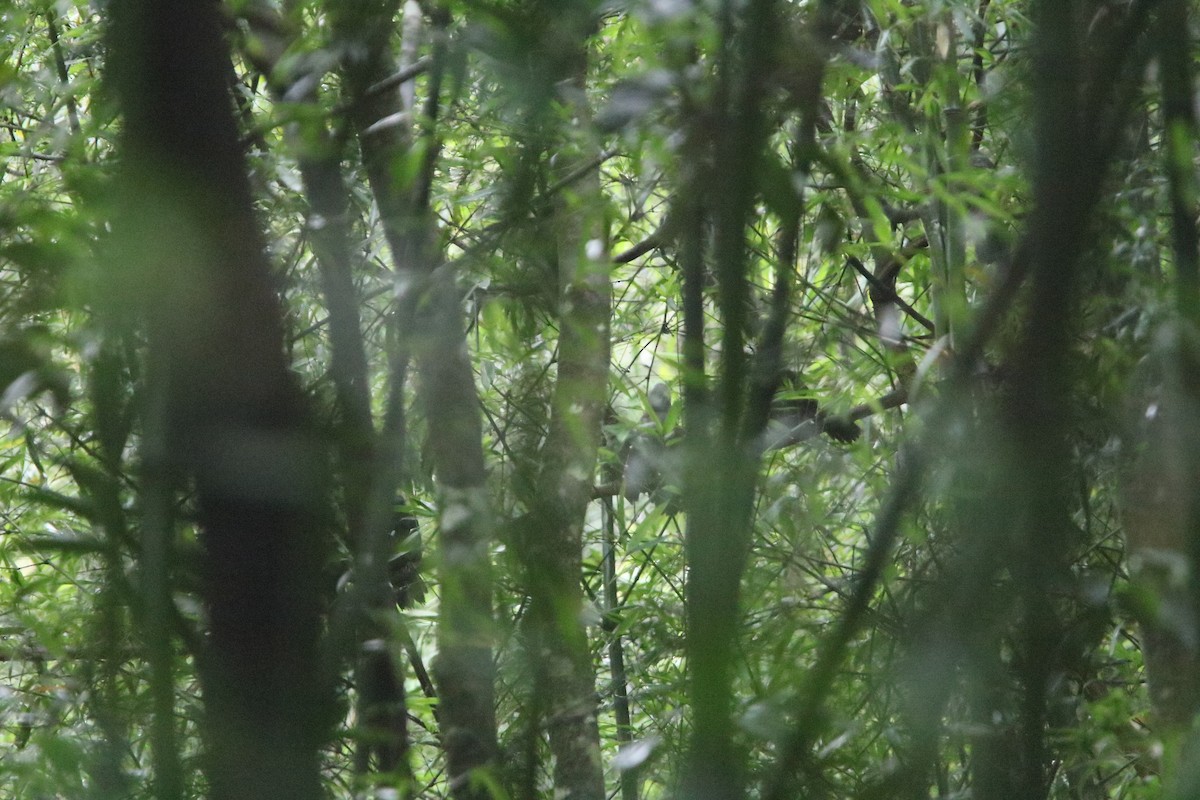 Gray Laughingthrush - ML218150061