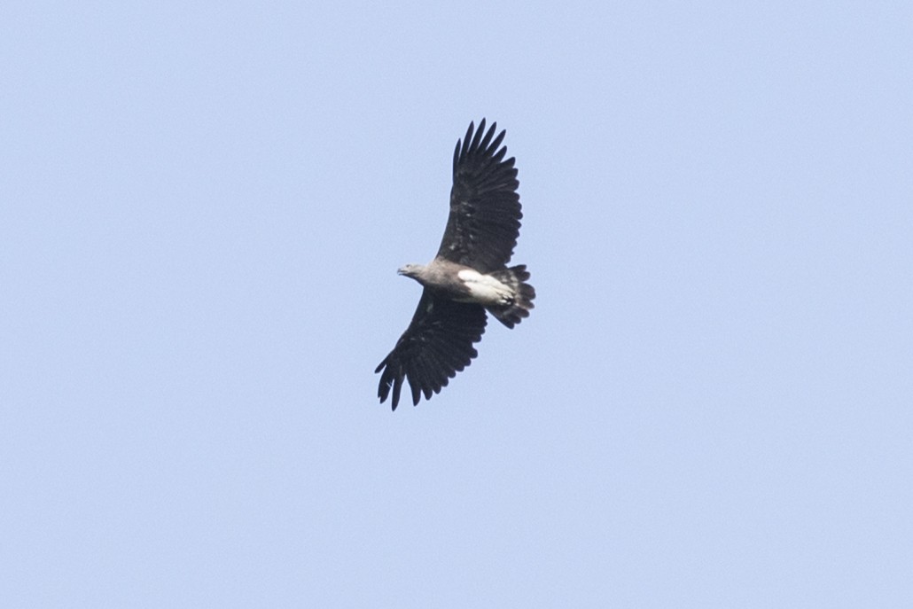 Lesser Fish-Eagle - ML218150151