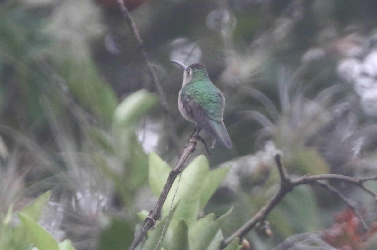 Wedge-tailed Sabrewing - ML218150181