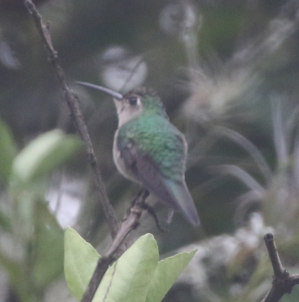 Wedge-tailed Sabrewing - ML218150191