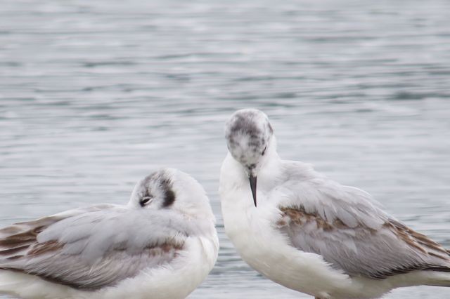 Bonaparte's Gull - ML21815051