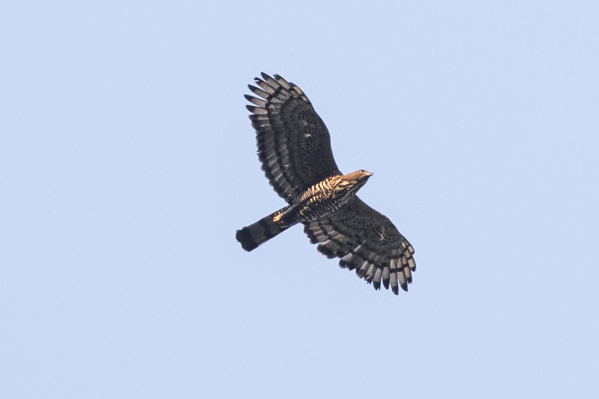 Wallace's Hawk-Eagle - Robert Lockett