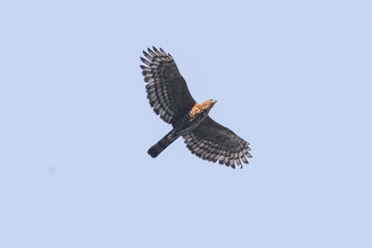 Wallace's Hawk-Eagle - Robert Lockett