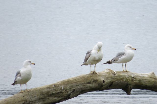 Ring-billed Gull - ML21815091