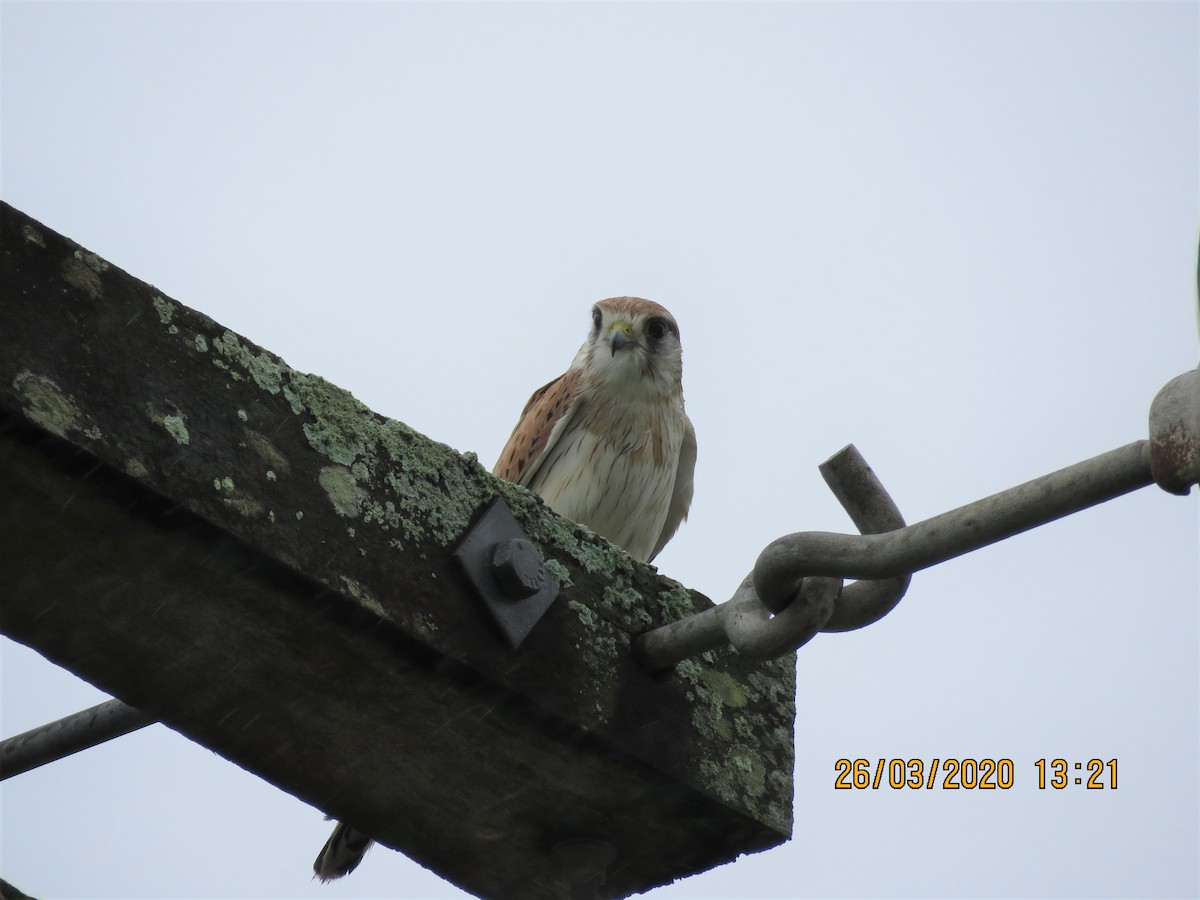 Nankeen Kestrel - ML218151991