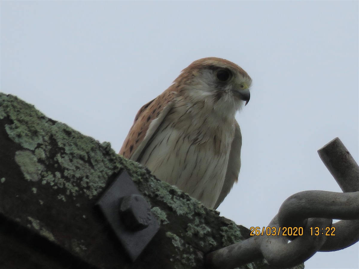 Nankeen Kestrel - ML218152001
