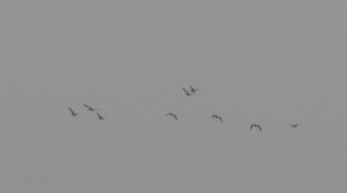 Greater White-fronted Goose - ML218152051