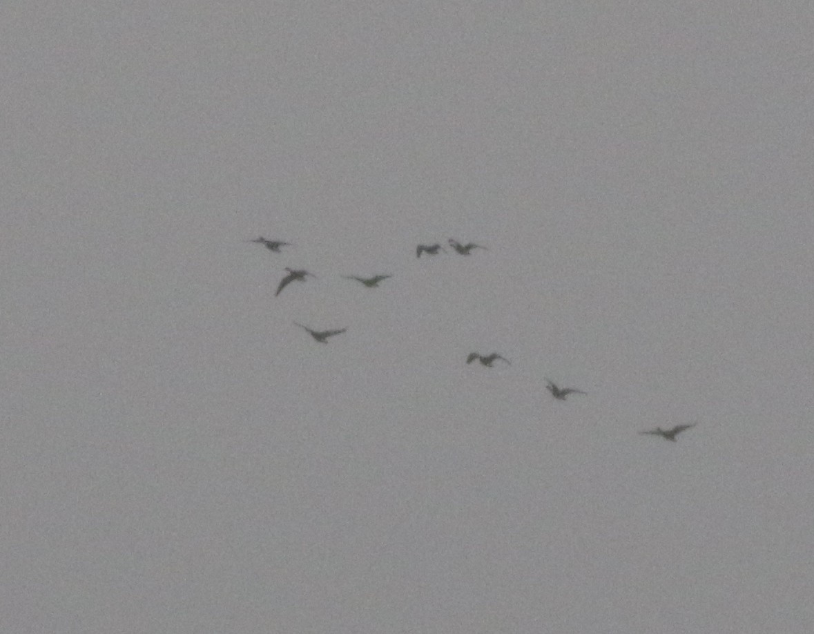 Greater White-fronted Goose - ML218152061