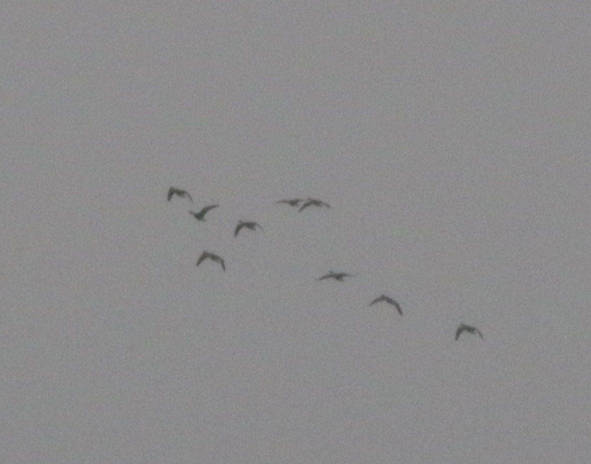 Greater White-fronted Goose - ML218152071
