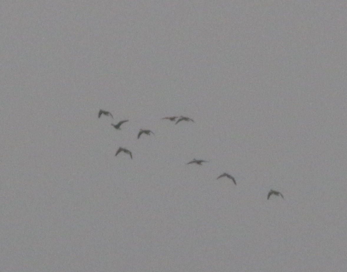 Greater White-fronted Goose - ML218152071