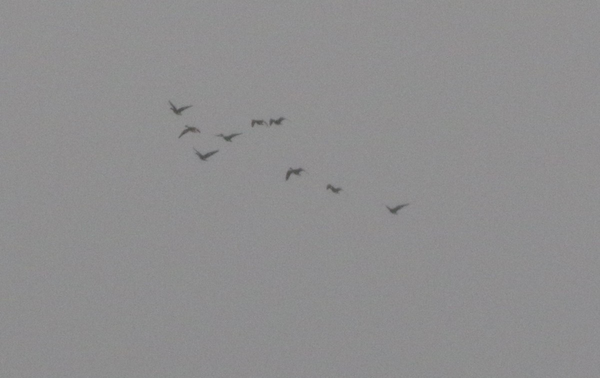 Greater White-fronted Goose - ML218152081