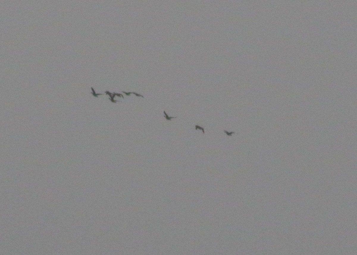 Greater White-fronted Goose - ML218152091