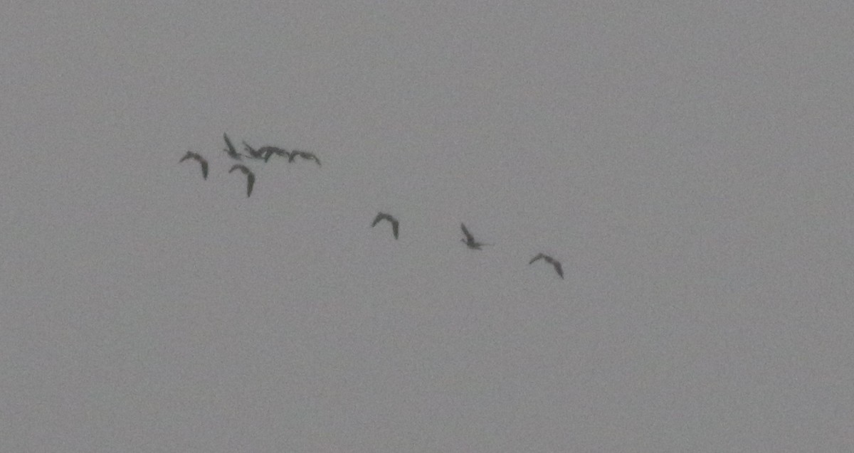 Greater White-fronted Goose - ML218152101
