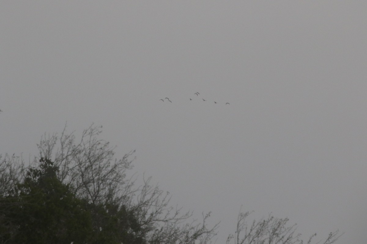 Greater White-fronted Goose - ML218152131