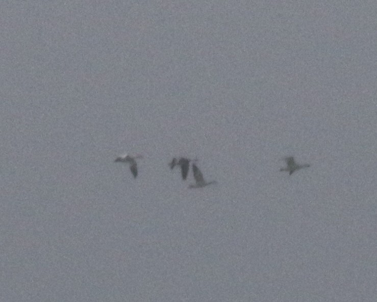 Snow Goose - ML218152241