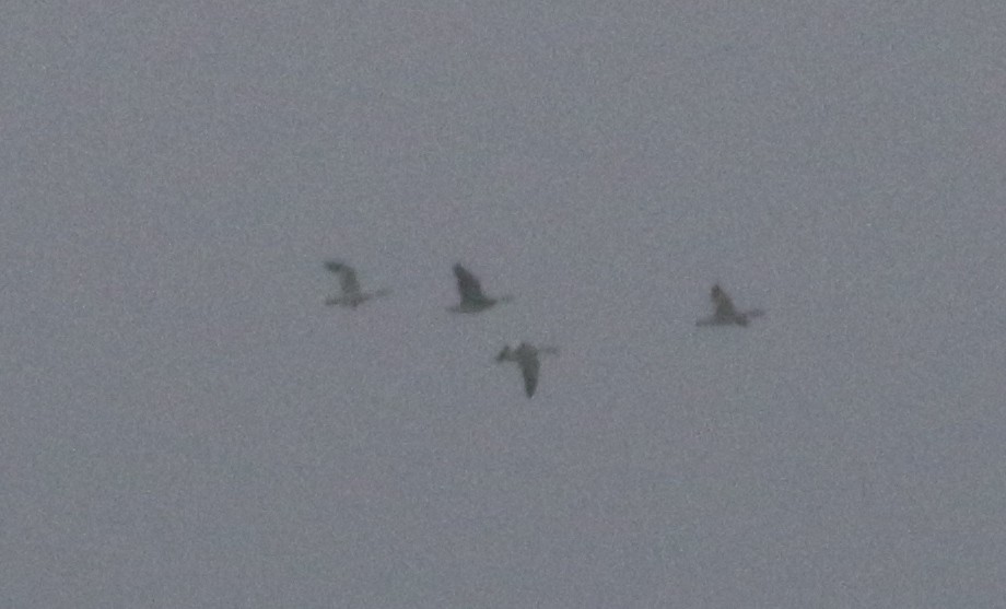 Snow Goose - ML218152251