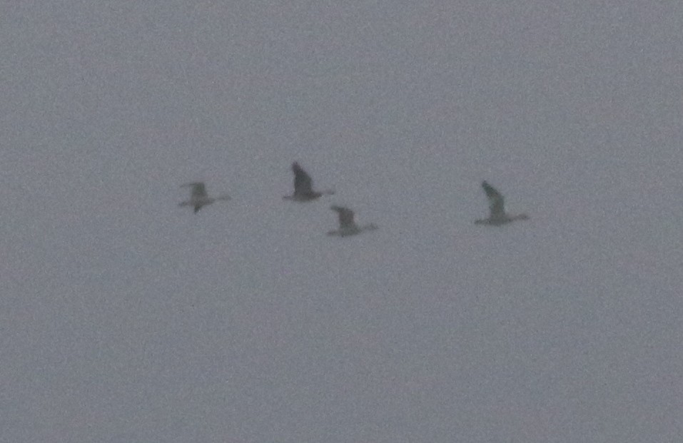 Snow Goose - ML218152271